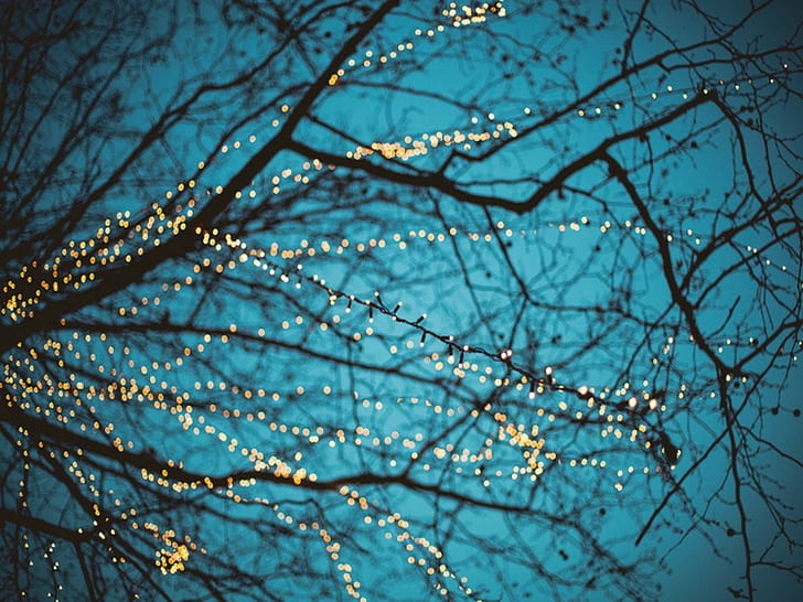 Ilustración de ramas de árboles, fotografía de árbol desnudo con luces de cadena, luces, bokeh, árboles muertos, profundidad de campo, Fondo de pantalla HD
