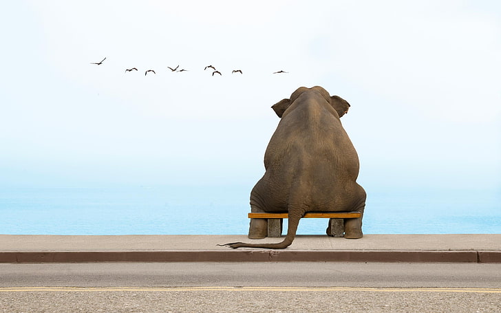 a, An, bench, Contemplation, deep, elephant, in, ON!, Sits, HD wallpaper