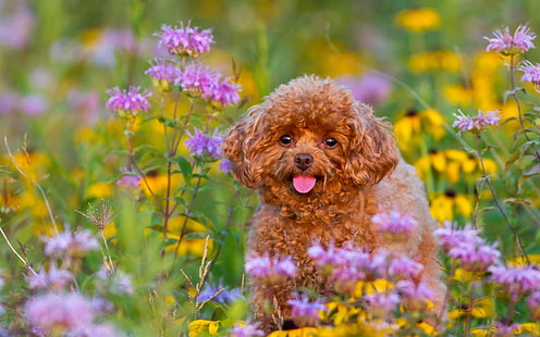 Poodle, filhote cachorro, flores, poodle, filhote cachorro, flores, HD papel de parede HD wallpaper