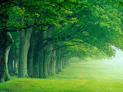 herbe verte, paysage, été luxuriant, Louisville, Kentucky, Fond d'écran HD HD wallpaper