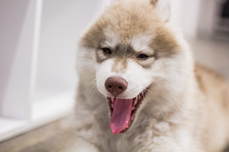 sable Alaskan malamute puppy, dog, muzzle, yawn, HD wallpaper