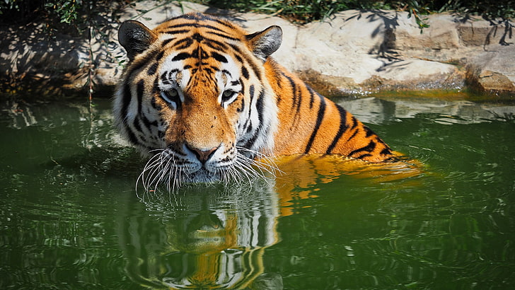 Bengal Tiger 5K, Bengal, Tiger, HD wallpaper