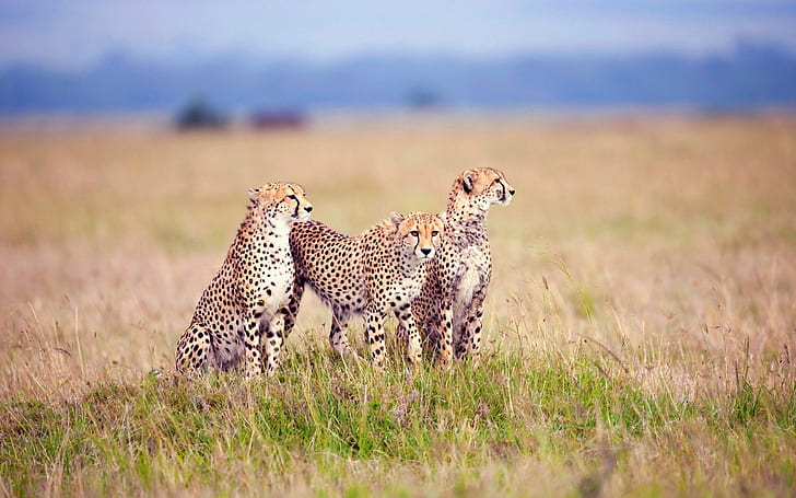 Саванско семейство гепарди, Савана, Семейство, Гепарди, HD тапет