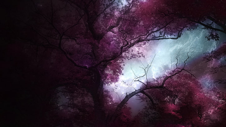 purple-leafed tree wallpaper, forest, landscape, trees, HD wallpaper