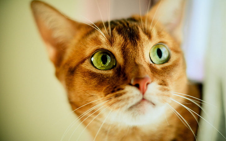 оранжевый полосатый кот, кот, морда, глаза, свет, полосатый, HD обои