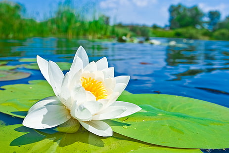 белая кувшинка цветок, цветок, пруд, лепестки, лотос, лилия, белая, водяная лилия, HD обои HD wallpaper