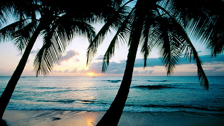 sunset, palm trees, the ocean, Barbados, Caribbean, West Indies, king\'s Beach, the island of Barbados, HD wallpaper