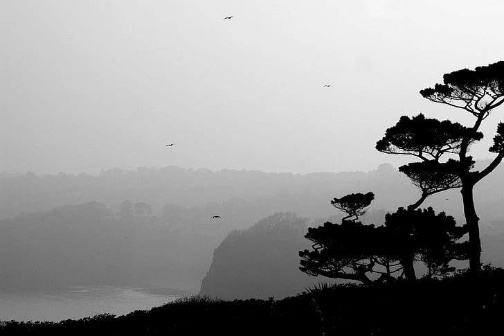 Coastal Life, czarno-szara ilustracja drzew, drzewa, klify, wybrzeże, 3d i abstrakcyjne, Tapety HD