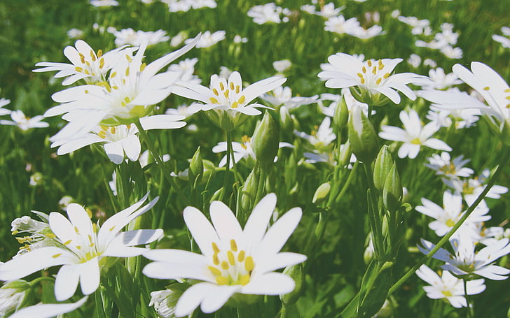 white lilies, flowers, HD wallpaper