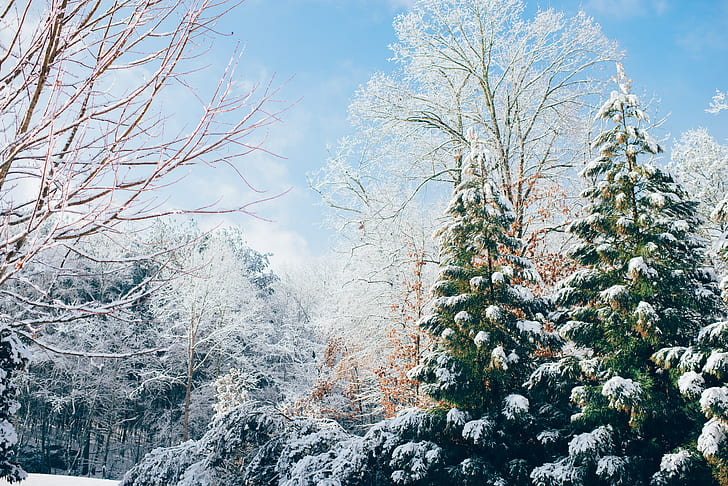 invierno, nieve, pinos, Fondo de pantalla HD