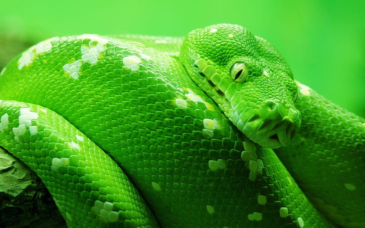 Snake Green HD ، ثعبان أخضر ، حيوانات ، أخضر ، ثعبان، خلفية HD