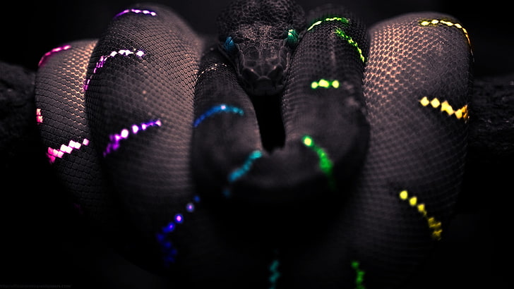 fotografi fokus ular hitam, ular, hitam, pewarnaan selektif, boa constrictor, hewan, seni digital, Wallpaper HD