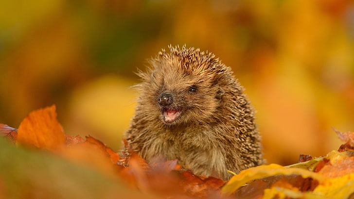 animal, hedgehog, leaves, autumn, leaf litter, cute, HD wallpaper