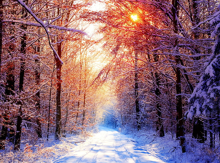 겨울 장면 18, 갈색 잎이 많은 나무, 계절, 겨울, 겨울 풍경, HD 배경 화면