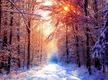 Зимни сцени 18, дърво с кафяви листа, Сезони, Зима, зимни пейзажи, HD тапет HD wallpaper