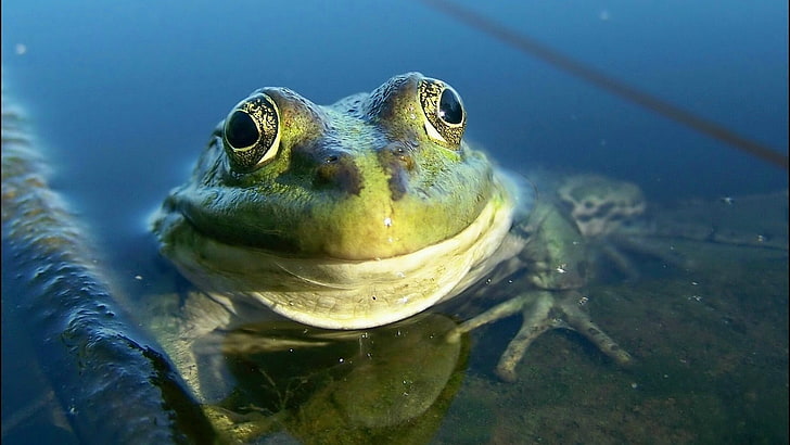 frog, amphibian, water, animals, HD wallpaper