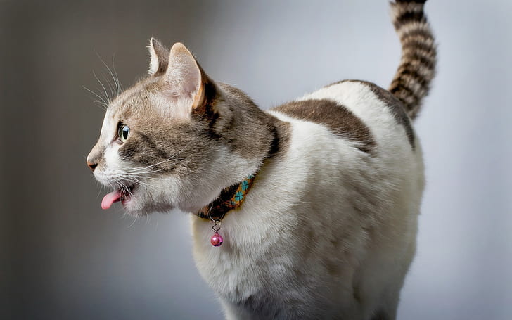Funny cat, tongue, house, Funny, Cat, Tongue, House, HD wallpaper