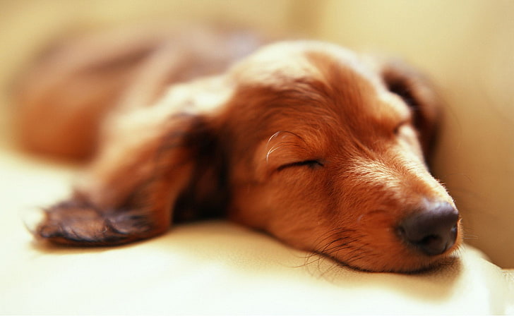 anak anjing coklat berlapis pendek, binatang, anjing, sedang tidur, Wallpaper HD