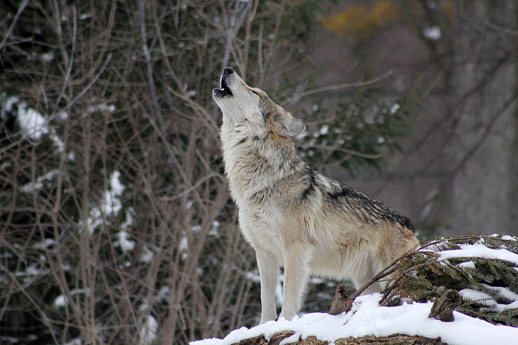 raposa marrom, lobo, uivando, neve, floresta, HD papel de parede