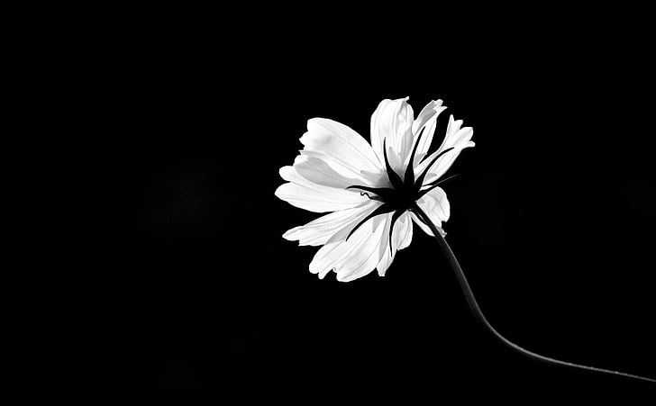 Cosmos Flower, white cosmos flower illustration, Black and White, flower, cosmos, black and white flower, bw flower, sunlight, HD wallpaper
