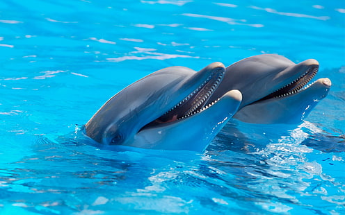 дельфин, вода, животные, голубой, улыбающийся, HD обои HD wallpaper