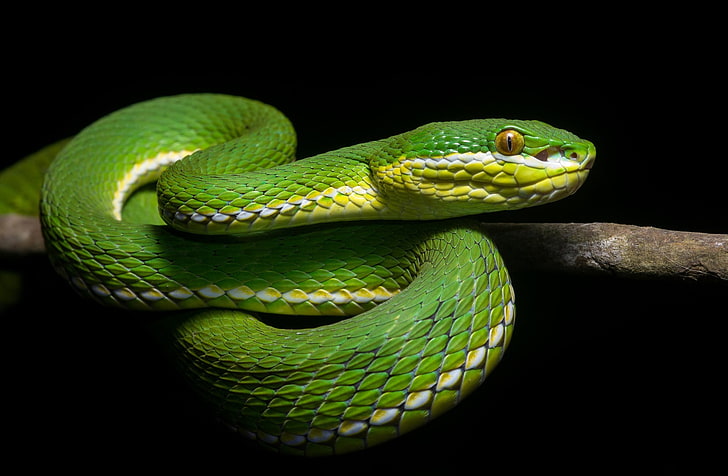 dekorasi ikan hijau dan kuning, reptil, ular, hewan, Wallpaper HD