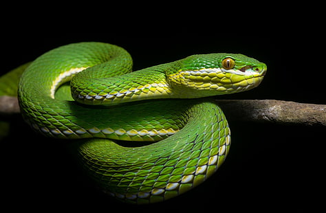 grün und gelb Fischdekor, Reptilien, Schlange, Tiere, HD-Hintergrundbild HD wallpaper