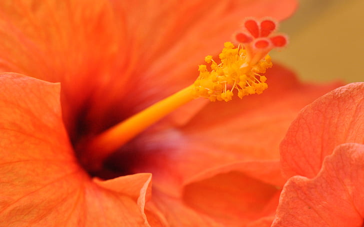 Orange Hibiscus Flower, orange, flower, hibiscus, HD wallpaper