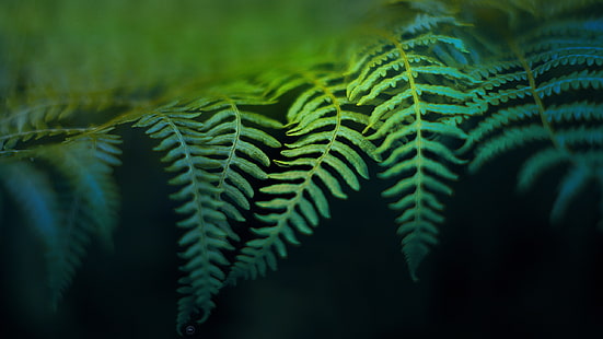 Grünes Blatt verlässt Makro HD, Natur, Makro, Grün, Blätter, Blatt, HD-Hintergrundbild HD wallpaper