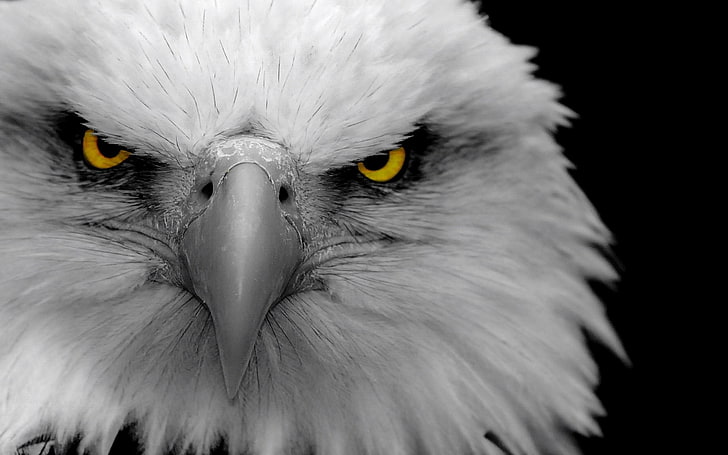 águia cinzenta, águia, pássaro, predador, bico, HD papel de parede