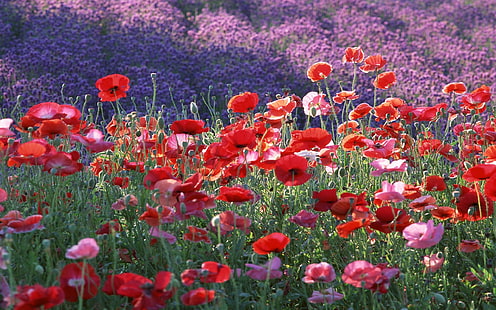 Lapangan Poppy Cantik, bidang bunga kelopak merah-merah muda, alam, bidang, bunga poppy, bunga, alam, dan lanskap, Wallpaper HD HD wallpaper