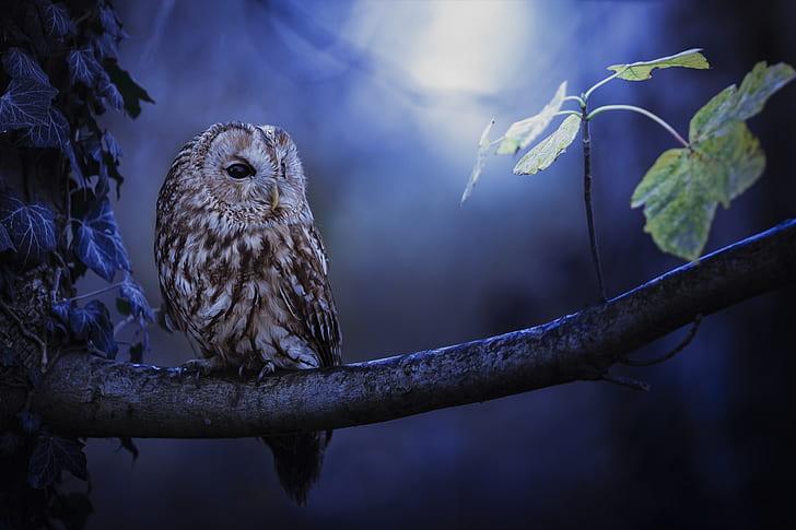 Birds, Owl, Branch, Moonlight, Night, Tawny Owl, HD wallpaper