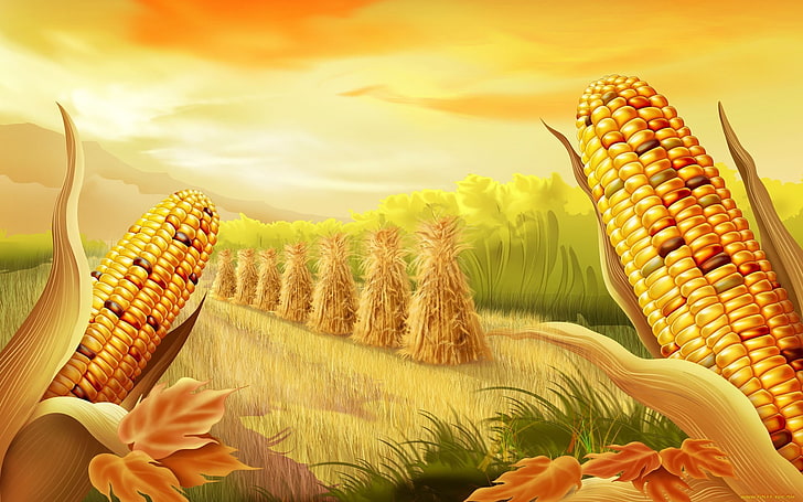 corn, HD wallpaper