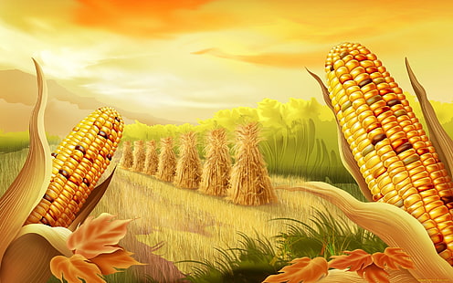 corn, HD wallpaper HD wallpaper
