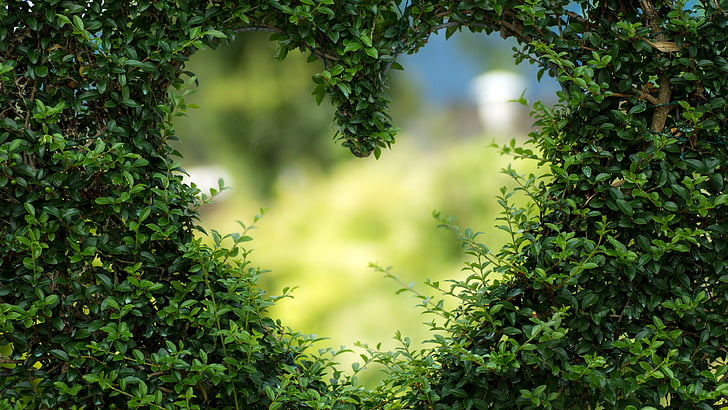 heart, 4k, HD wallpaper, green, leaves, bush, HD wallpaper