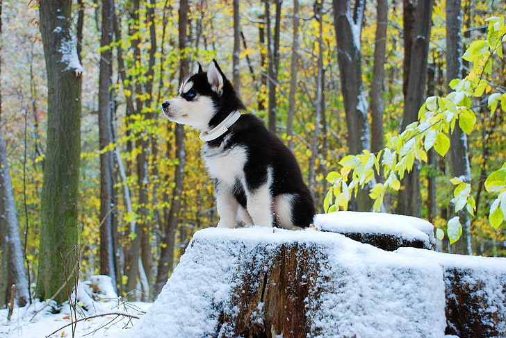 hitam dan putih anak anjing Siberia husky, Siberian Husky, anak anjing, anjing, hewan, Wallpaper HD