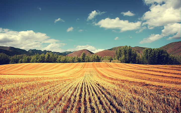 brown grass field, landscape, field, summer, nature, photography, wheat, HD wallpaper