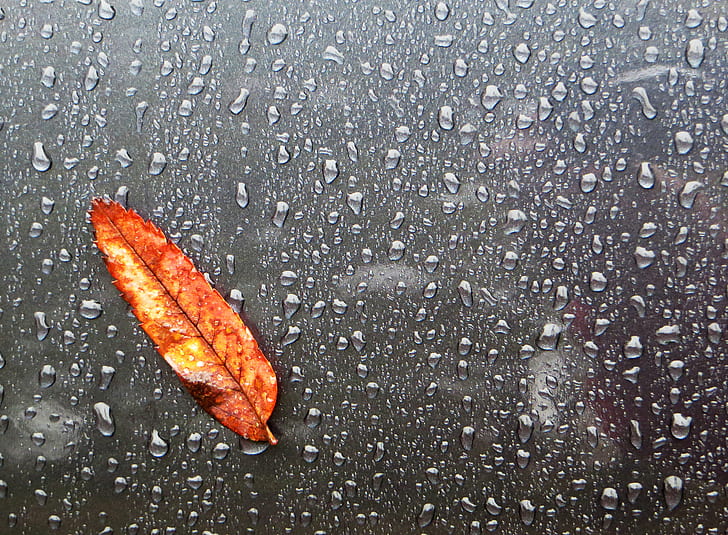 Orangenblatt mit Regentropfen, Blatt, Ford Focus, Explored, Orange, Tropfen, Minimalistic, Höst, Herbst, Regen, Natur, Tropfen, nass, Jahreszeit, Regentropfen, Wetter, Hintergründe, Nahaufnahme, HD-Hintergrundbild