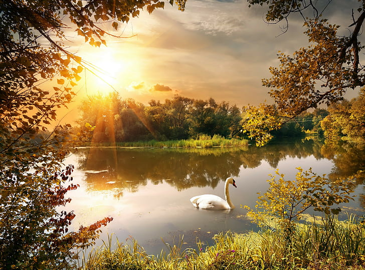 Étang, soleil, cygne, cygne blanc sur un plan d'eau, automne, parc, étang, soleil, cygne, arbres, branches, feuilles, Fond d'écran HD