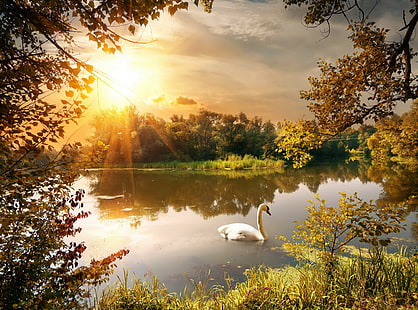 Étang, soleil, cygne, cygne blanc sur un plan d'eau, automne, parc, étang, soleil, cygne, arbres, branches, feuilles, Fond d'écran HD HD wallpaper