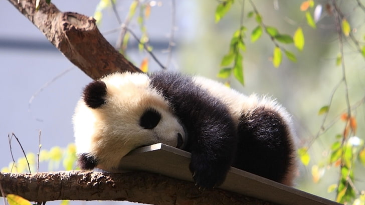 かわいい、パンダのクマ、パンダの赤ちゃん、寝ている、クマ、パンダ、 HDデスクトップの壁紙