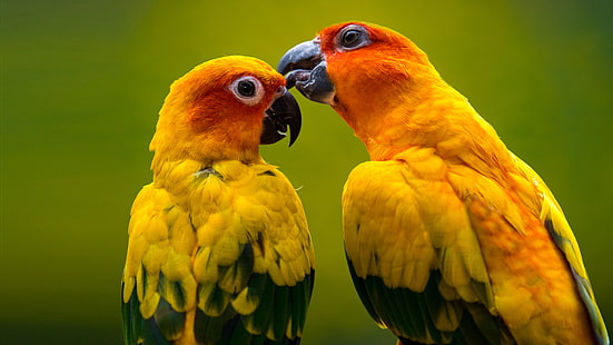 Oiseau perroquet jaune avec des ailes vertes et une tête rouge Ultra Hd Wallpapers pour téléphones mobiles de bureau et ordinateur portable 3840 × 2160, Fond d'écran HD HD wallpaper