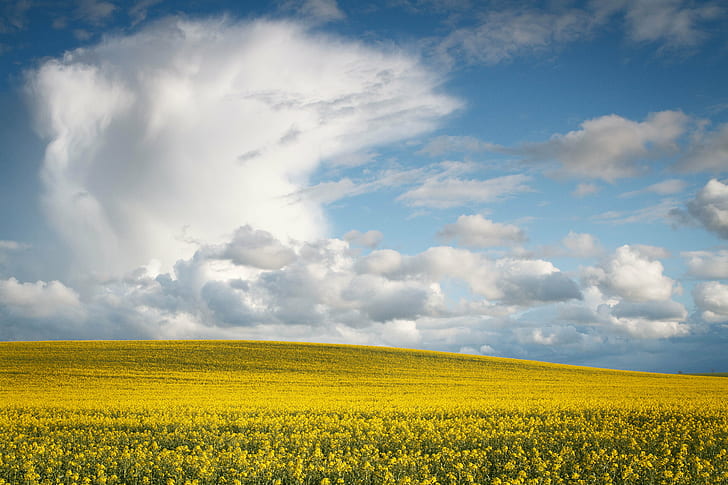 yellow flowers field under blue and white cloudy sky during daytime, Weather, yellow, white, sky, daytime, landscape, england, spring, oundle, barnwell, rapeseed, cloud, stormy, sun, crop, hill  farm, nature, light, local, location, flower, colour, dusk, agriculture, field, rural Scene, cloud - Sky, summer, blue, oilseed Rape, outdoors, cloudscape, farm, springtime, HD wallpaper