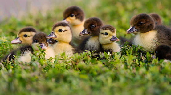 Birds, Duck, Baby Animal, Cute, Duckling, Wildlife, HD wallpaper HD wallpaper