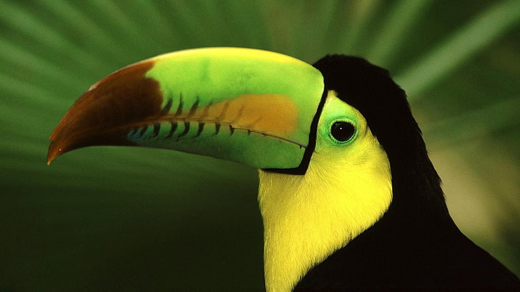 keel-billed toucan, bird, toucan, beak, color, exotic, HD wallpaper