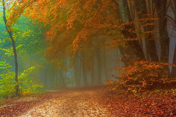 orange leafed trees, photo of brown leaf trees at daytime, path, mist, forest, fall, leaves, nature, landscape, HD wallpaper