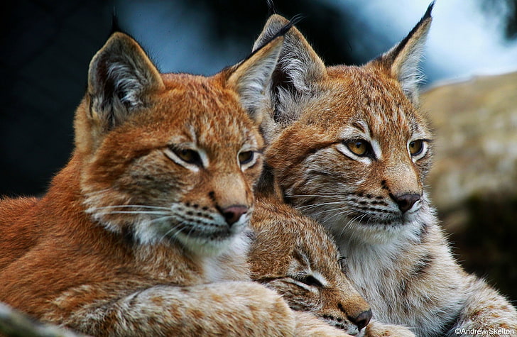 Tiga kucing oranye, tinggal, keluarga, kucing liar, trio, lynx 