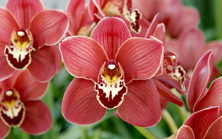 Cymbidium Orchideen Mit Zartem Rot, HD-Hintergrundbild