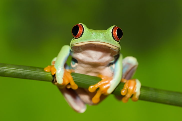 зелена жаба, жаба, червено око, стъбло, зелен фон, HD тапет