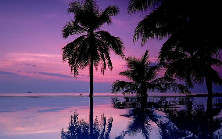 green leaf coconut trees, palm trees, night, silhouettes, HD wallpaper